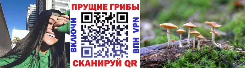 OMG маркетплейс  Черноголовка  Галлюциногенные грибы GOLDEN TEACHER 